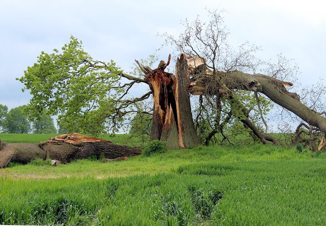 Tree Damaged by a storm